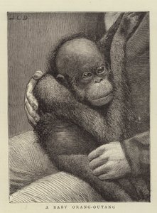 En baby Orang-Outang